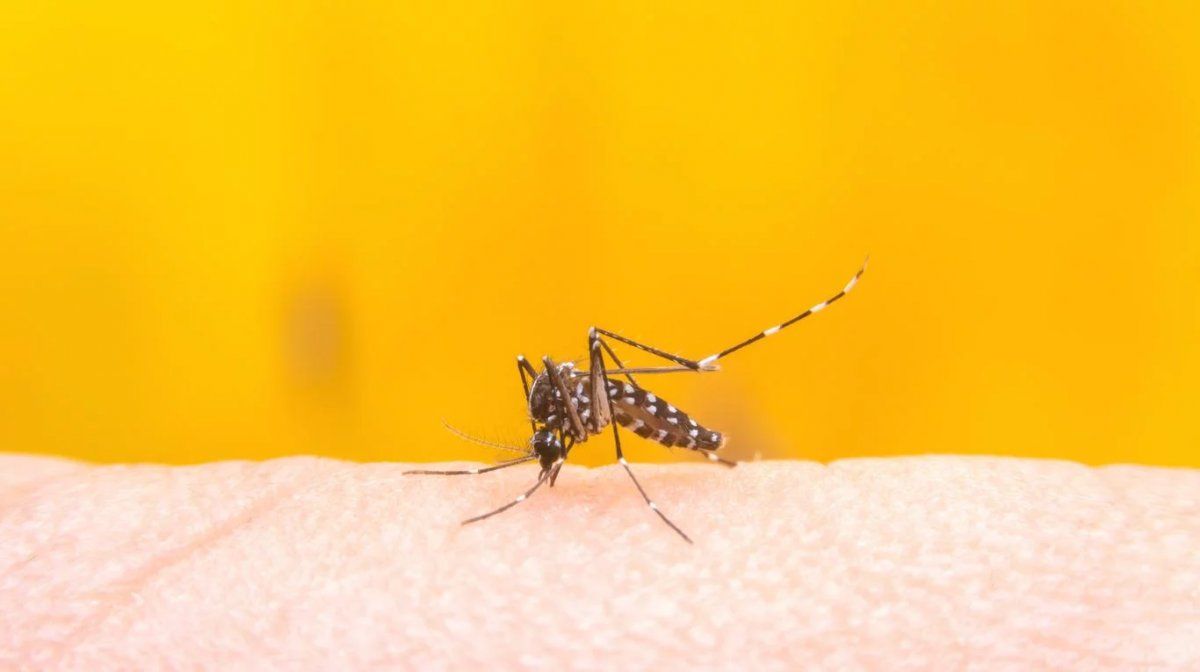 Siete nuevos casos de dengue y ya son 81 en Jujuy
