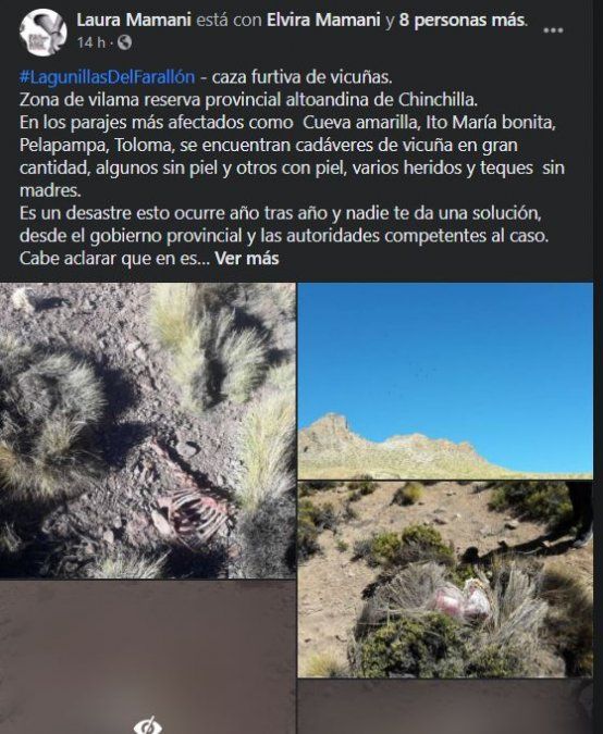 Denuncian caza furtiva de vicuñas en la Puna