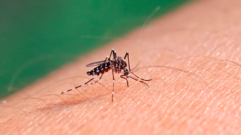 Jujuy registró una muerte por dengue y superó los 12.500 casos