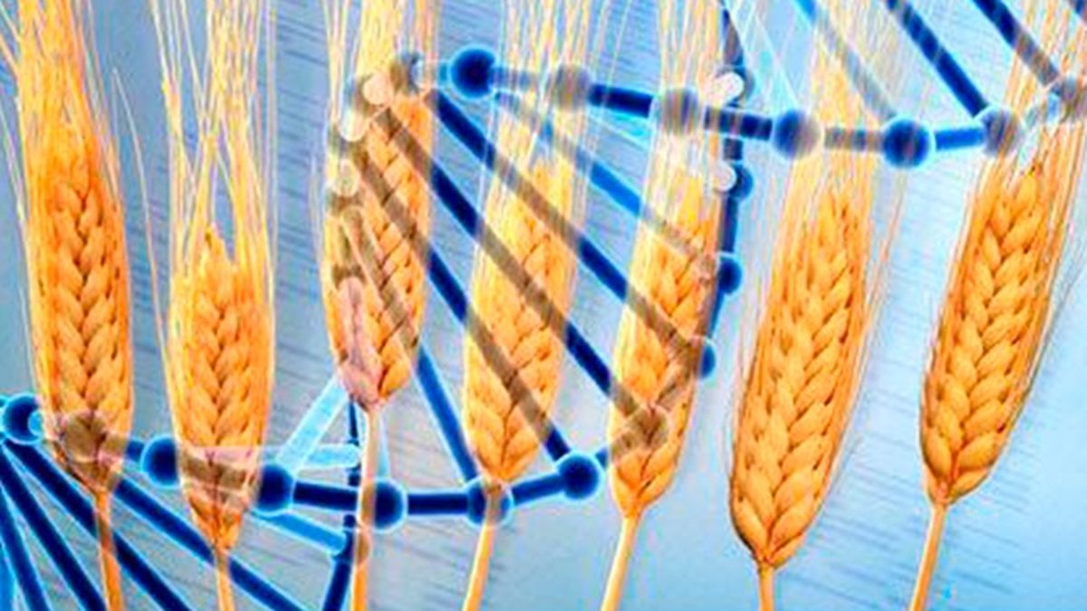 При расшифровке генома ржи. ГМО пшеница. Генномодифицированные зерна. Пшеница Геншин. Геном мягкой пшеницы.
