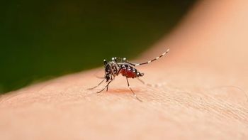 Salta confirma 120 casos de Chikungunya