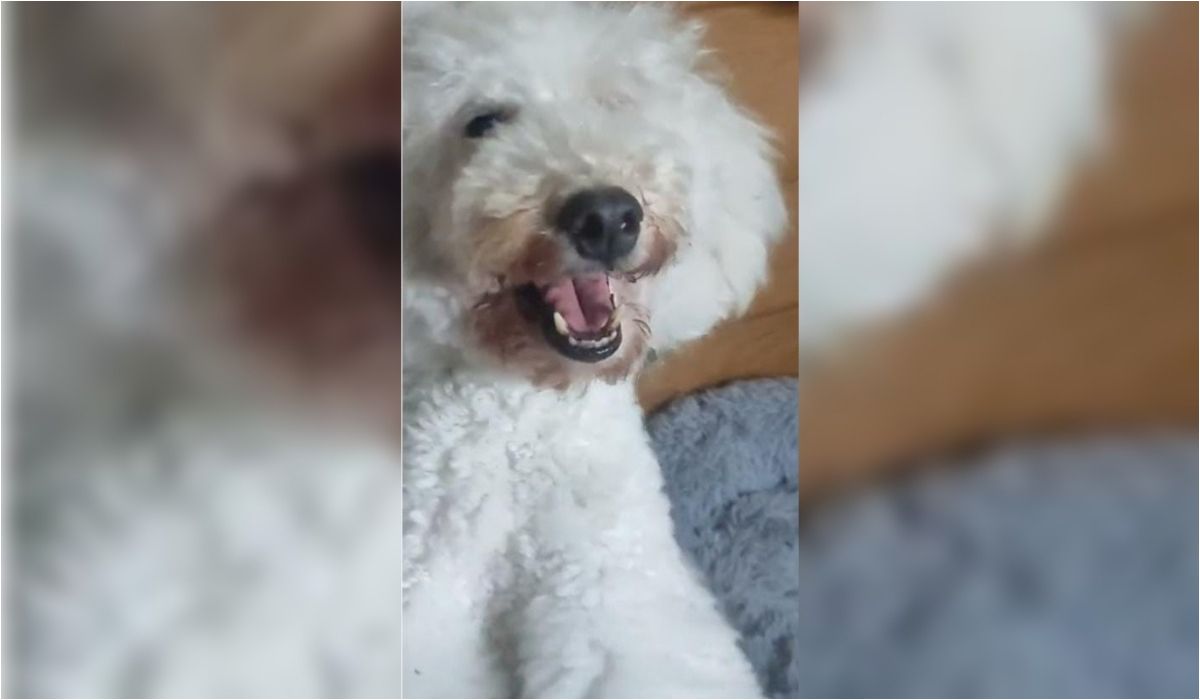 Benjamín, un caniche rescatado del maltrato necesita hogar