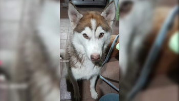Alto Comedero: robaron a su perro y pide ayuda para encontrarlo