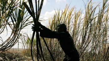 Absuelven a un productor agropecuario acusado de explotación laboral en una finca azucarera