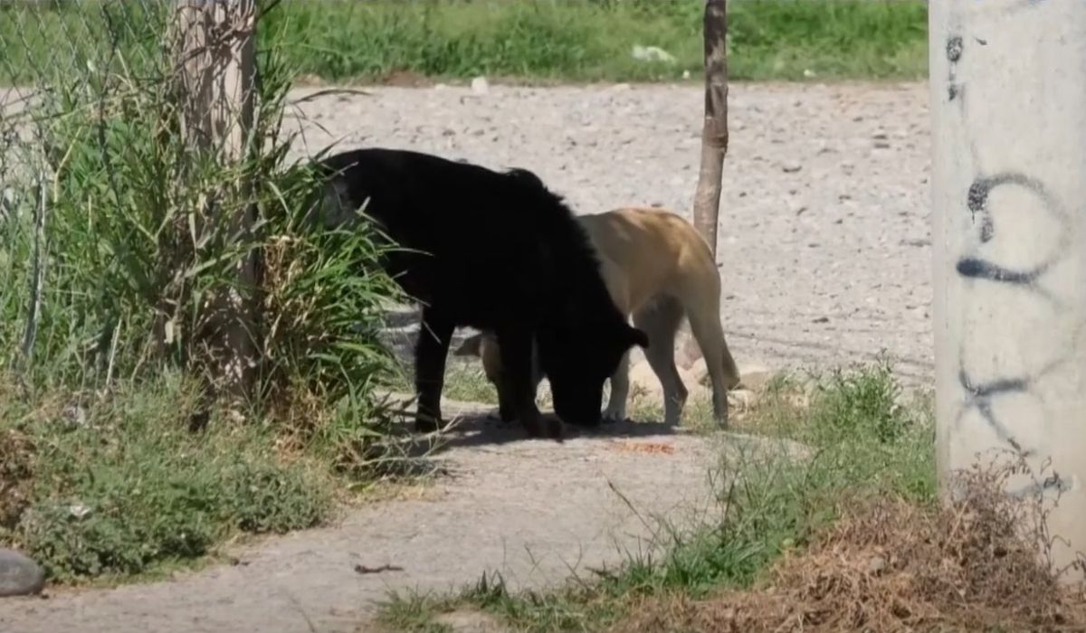 Vecinos alarmados en Palpalá: ya son seis los perros envenenados
