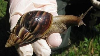 El caracol gigante africano llegó a Tucumán y es una amenaza para Jujuy