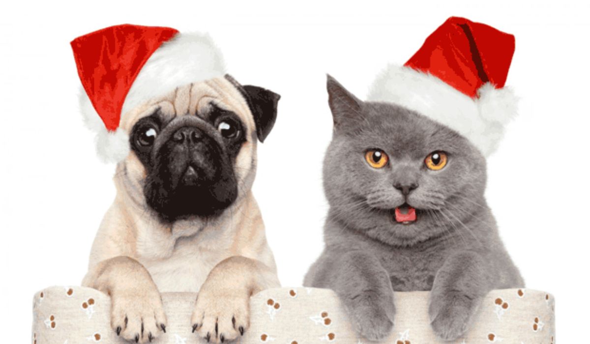 Recomendaciones para cuidar a las mascotas en las fiestas de fin de año