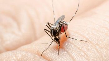 Jujuy superó los 13.300 casos de dengue