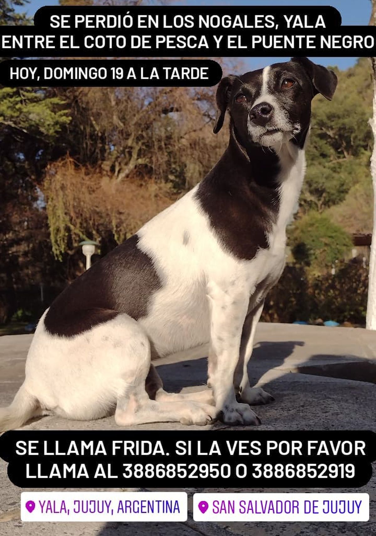 Buscan a Frida, una perrita perdida en Yala