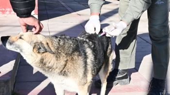 Semana del Animal: lanzan operativos de vacunación y castración gratuita en los barrios