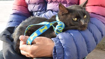 Advierten sobre una fuerte baja de las castraciones en Palpalá