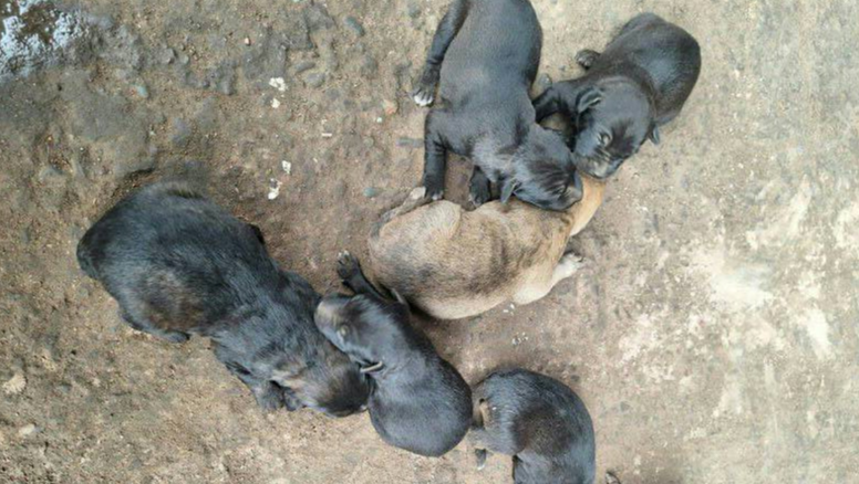 ¡Urgente! Cachorros tirados en Palpalá corren riesgo de morir si no hallan hogar