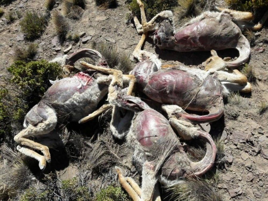 Denuncian caza furtiva de vicuñas en la Puna