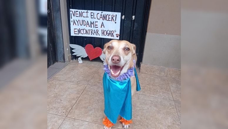 Con un cartel, una perrita anunció que venció el cáncer y que busca hogar