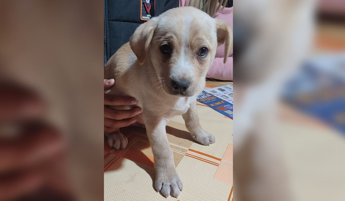 Cachorro Fue Abandonado En La Calle Y Ahora Busca Hogar