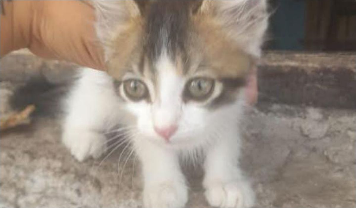 Barrio Alto Comedero: una gatita sueña con ser adoptada