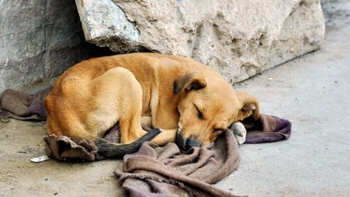 Buscan voluntarios para tejer mantas para animales en situación de calle