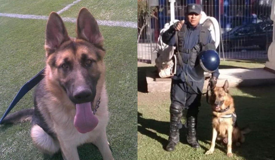 Despidieron a Shiro, uno de los perros más queridos de la policía de Jujuy