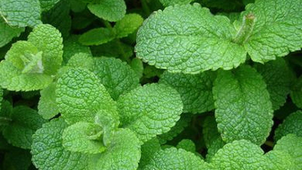 Мята перечная ментоловая. Мята блэк митчам. Мята мускусная. Мята крупнолистная. Мята мускус.