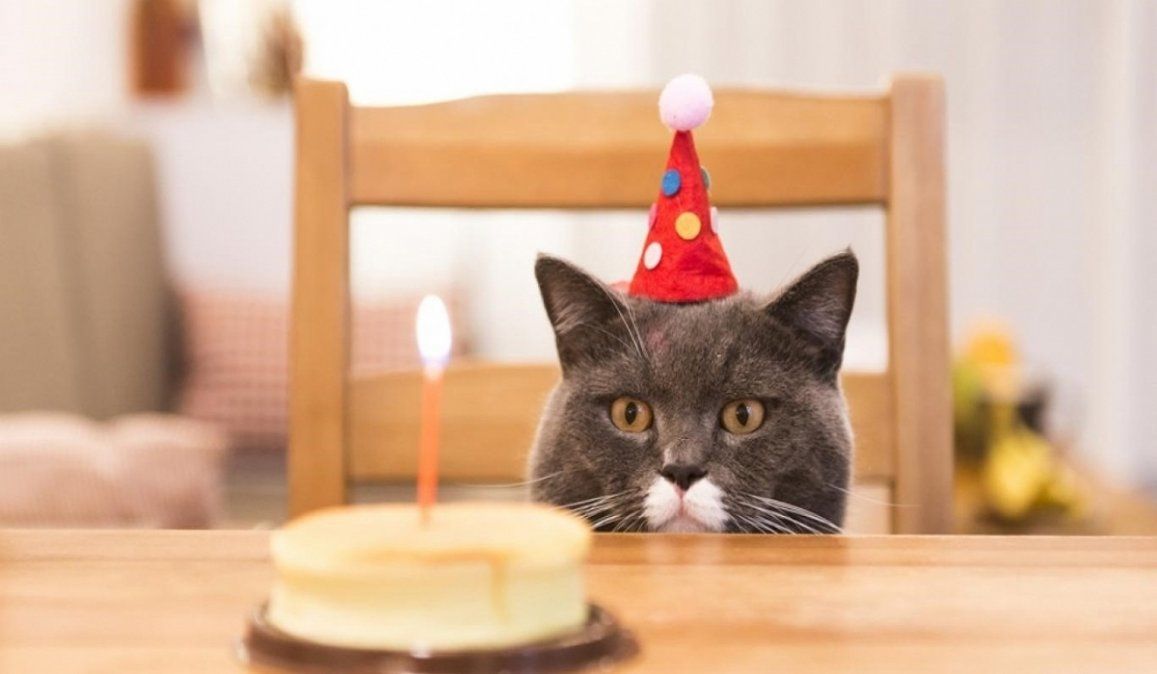 Hicieron un cumpleaños clandestino para el gato y hubo 15 contagiados de coronavirus