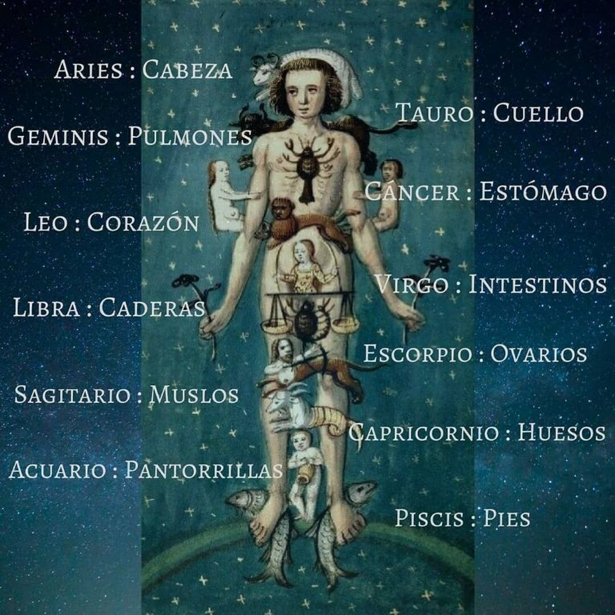 Los signos del zodiaco y sus planetas regentes