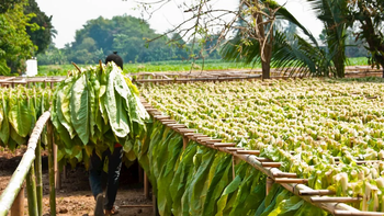 Productores tabacaleros contra el gobierno por una medida electoralista y a destiempo