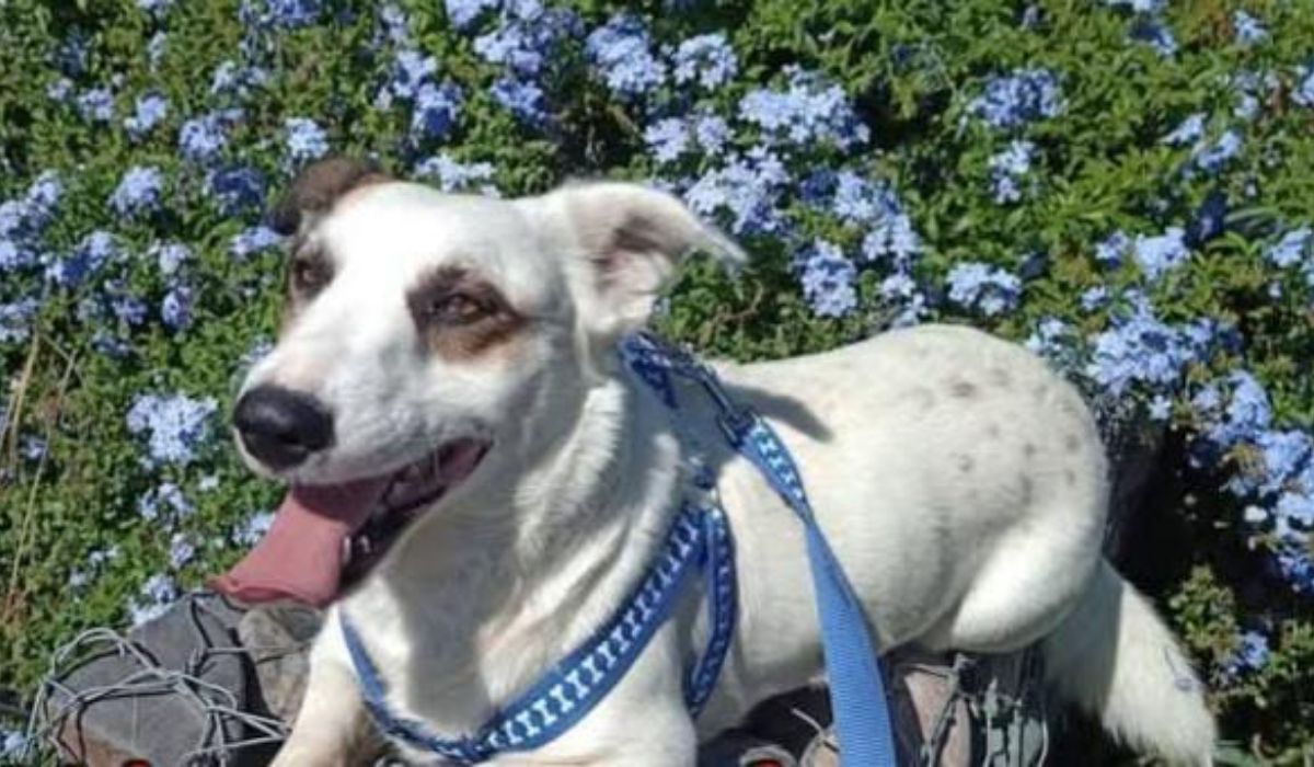 Barrio Moreno: Panchito sigue sin aparecer