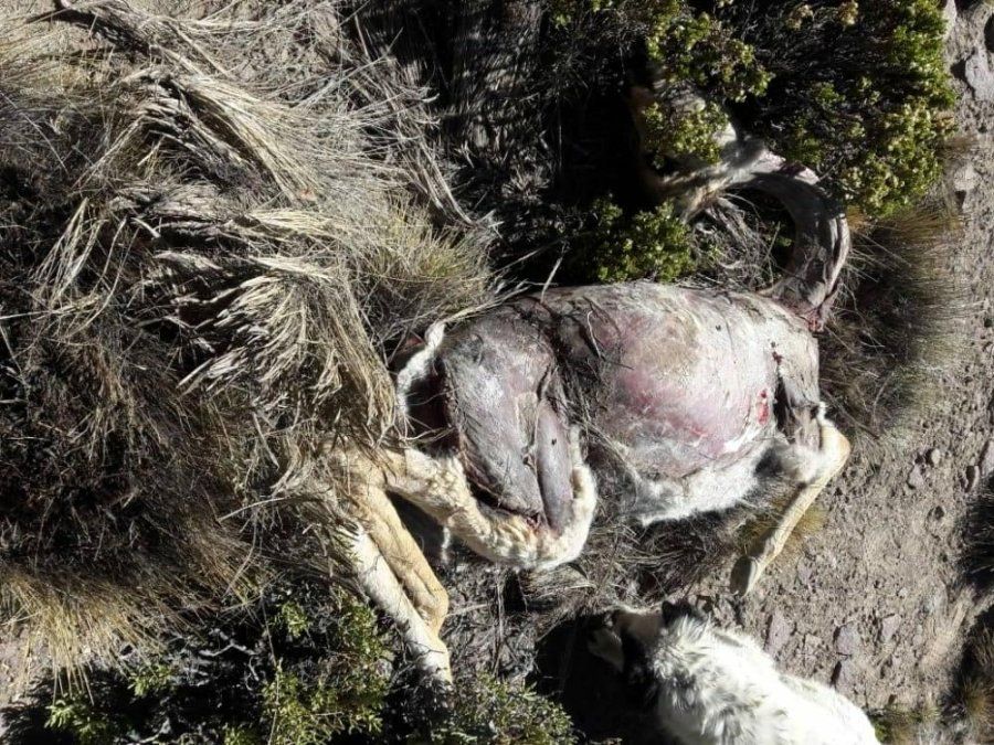 Denuncian caza furtiva de vicuñas en la Puna