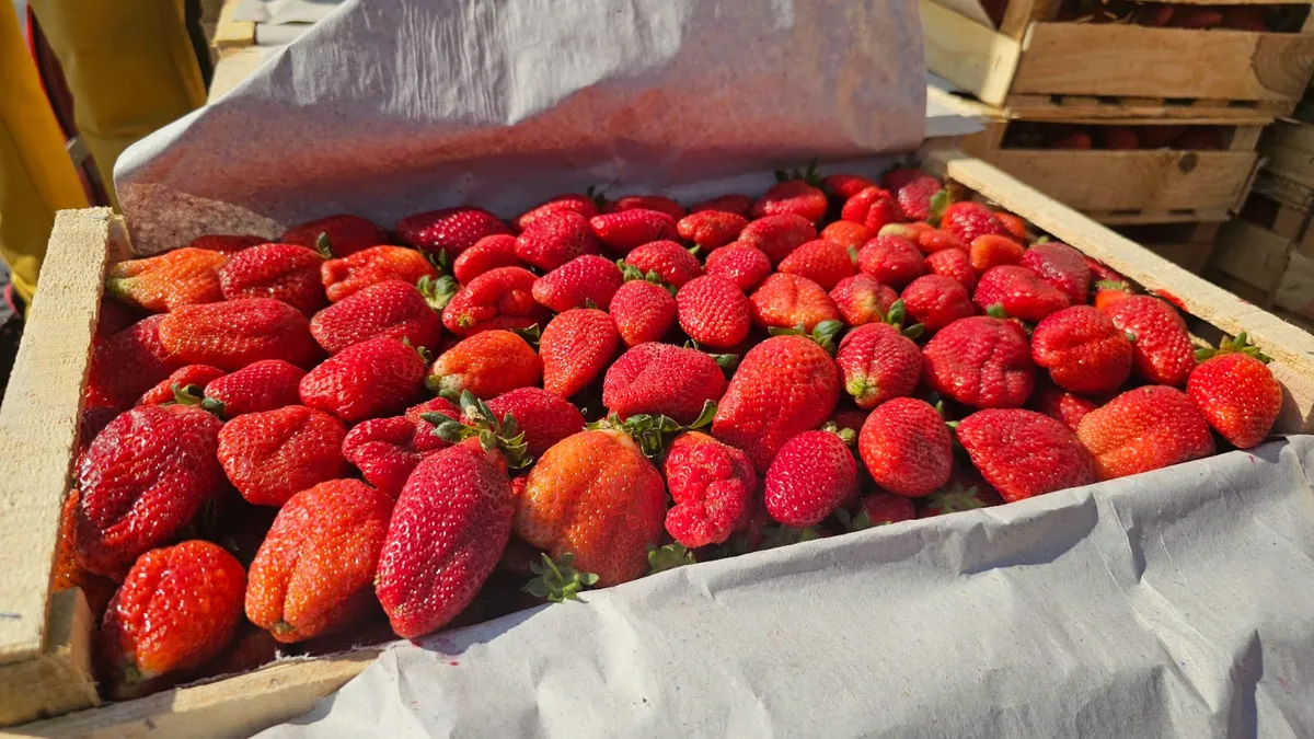 Buena temporada de frutillas en Jujuy: grandes y sabrosas