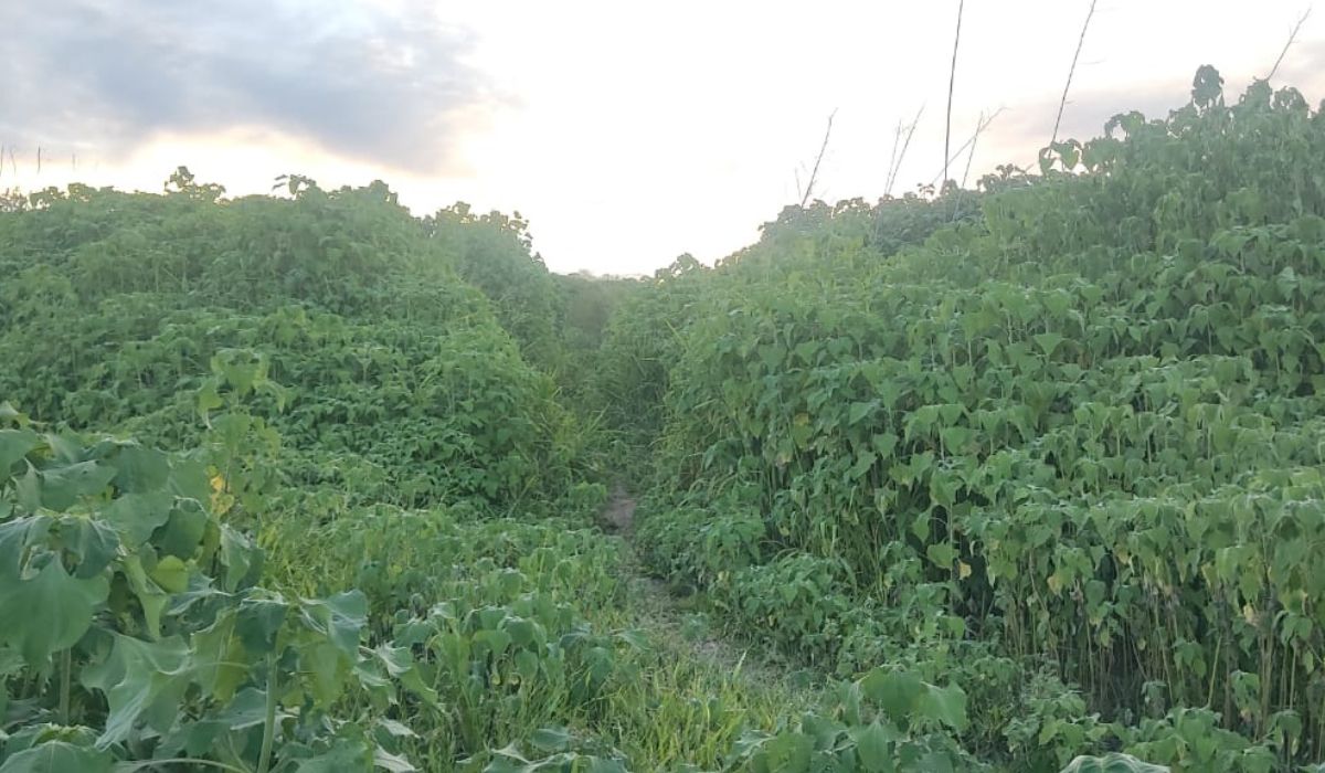 ¡Una jungla! El camino que realizan los vecinos para llegar al barrio Cerro Las Rosas