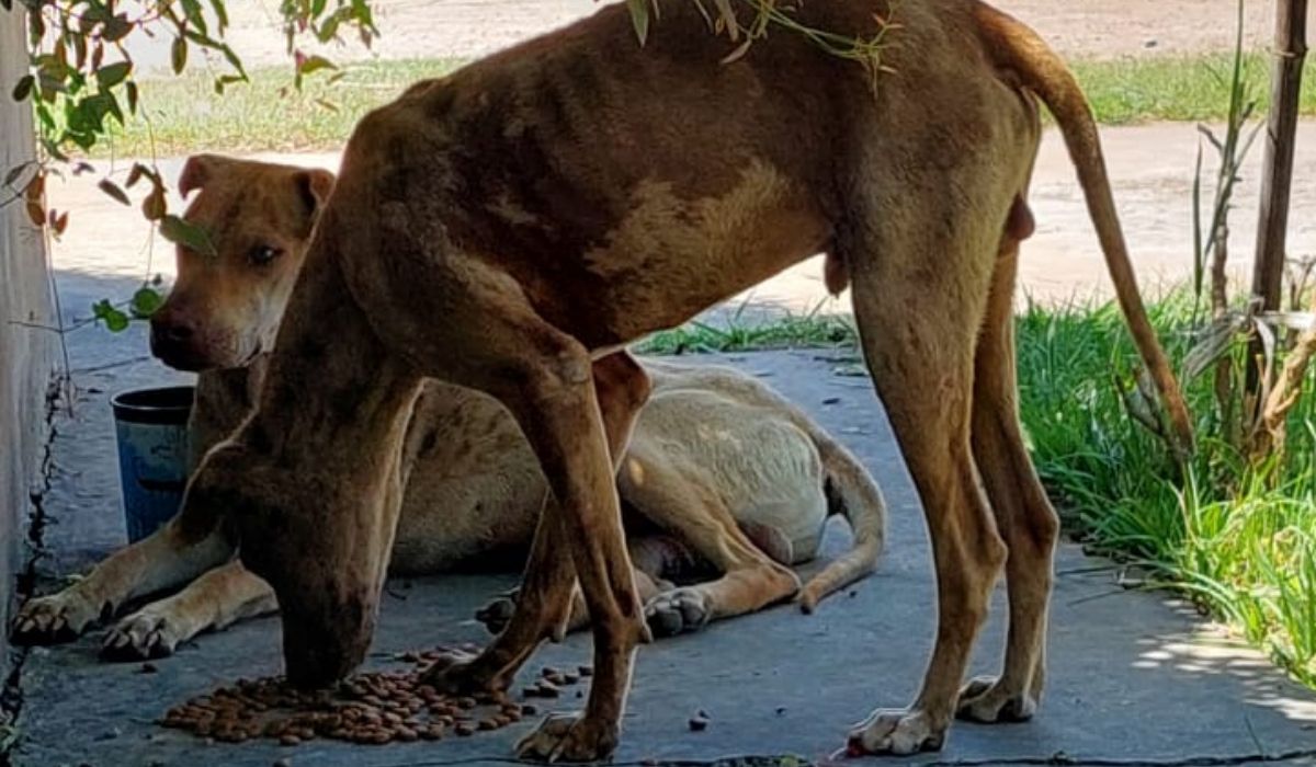 Dos perros abandonados en Río Blanco por una camioneta Dos perros abandonados en Río Blanco por una camioneta