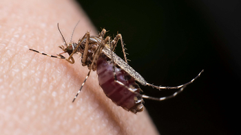 Más casos de Chikungunya en Jujuy: ya son 29 los contagios