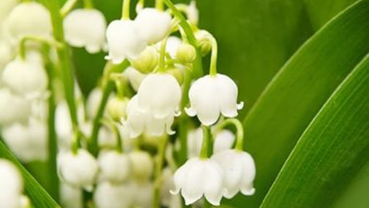 Este Es El Significado Secreto Detrás De Tu Flor De Nacimiento