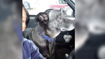 San Pedrito: una perra rescatada en un aserradero requiere ayuda