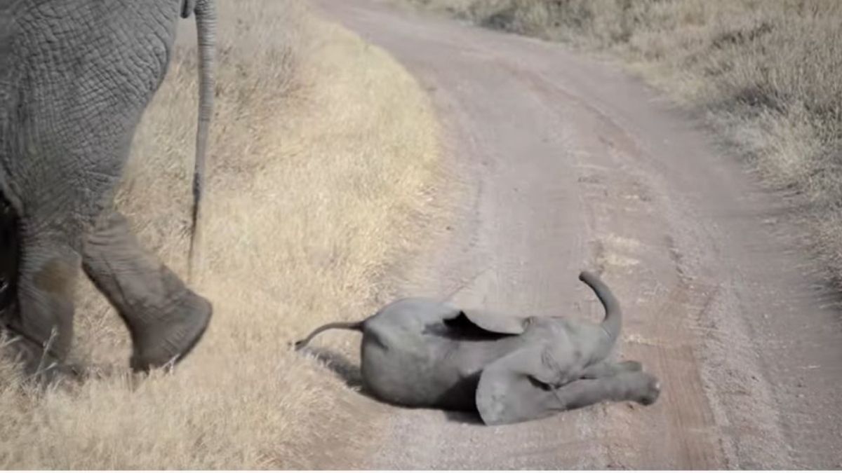 VIDEO: Berrinche de bebé elefante causa ternura en redes