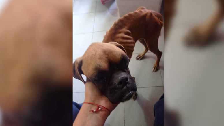 Maltrato animal: rescataron una boxer desnutrida y necesita ayuda