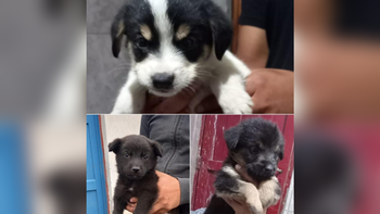 San Pedrito: cachorros fueron tirados a la calle y  buscan hogar