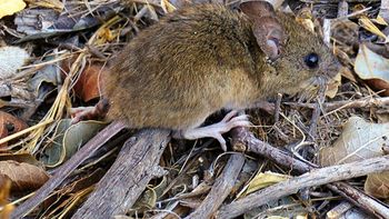 Hallaron el cuerpo de una mujer y sospechan que murió por hantavirus