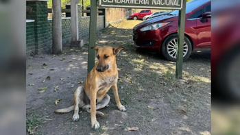 Maltrato animal: condena para dos hombres por torturar y matar a 