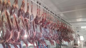 Empezó la venta de carne de guanaco en Argentina: cuánto cuesta el kilo