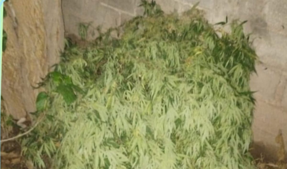 Investigaban el robo de una moto y encontraron una plantación de marihuana