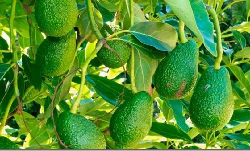 Los Increíbles Beneficios De Las Hojas De Palta Para La Salud