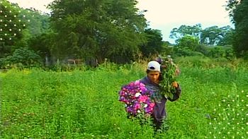 Productores de flores de Jujuy en  