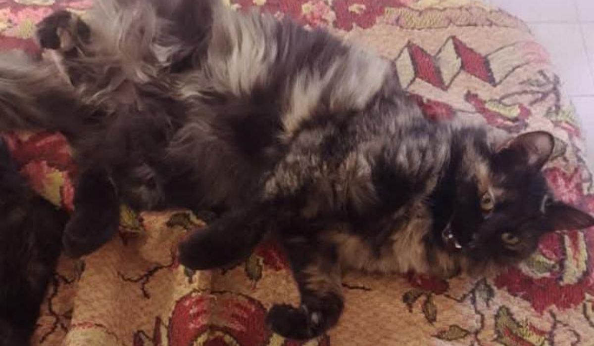 Barrio Alto Comedero: Nuna está perdida