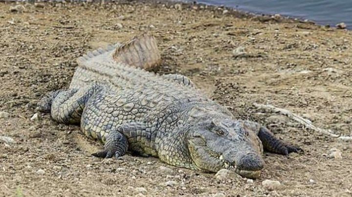 Un cocodrilo gigante devoró a una mujer y a su bebé en un lago
