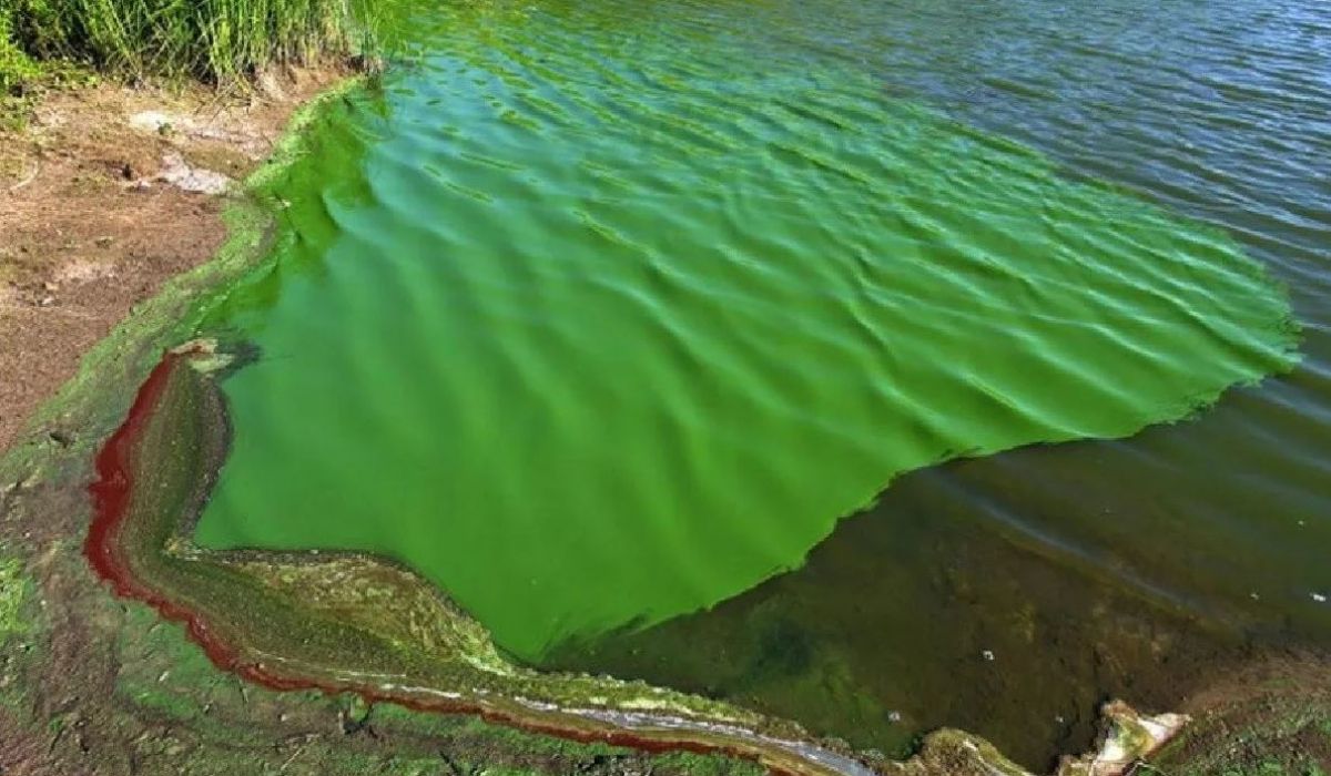 Alerta por bacterias tóxicas en aguas recreativas de cuatro provincias