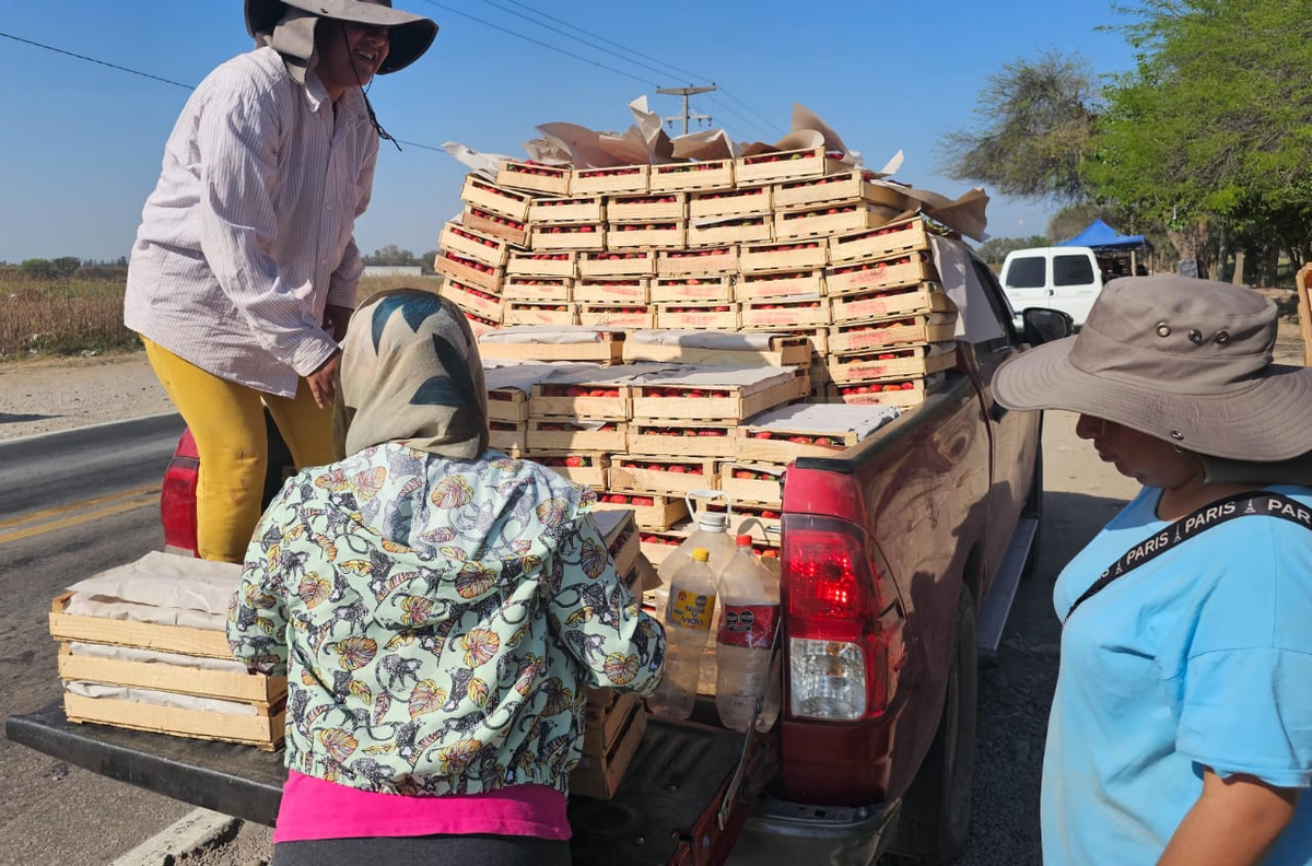 Buena temporada de frutillas en Jujuy: grandes y sabrosas