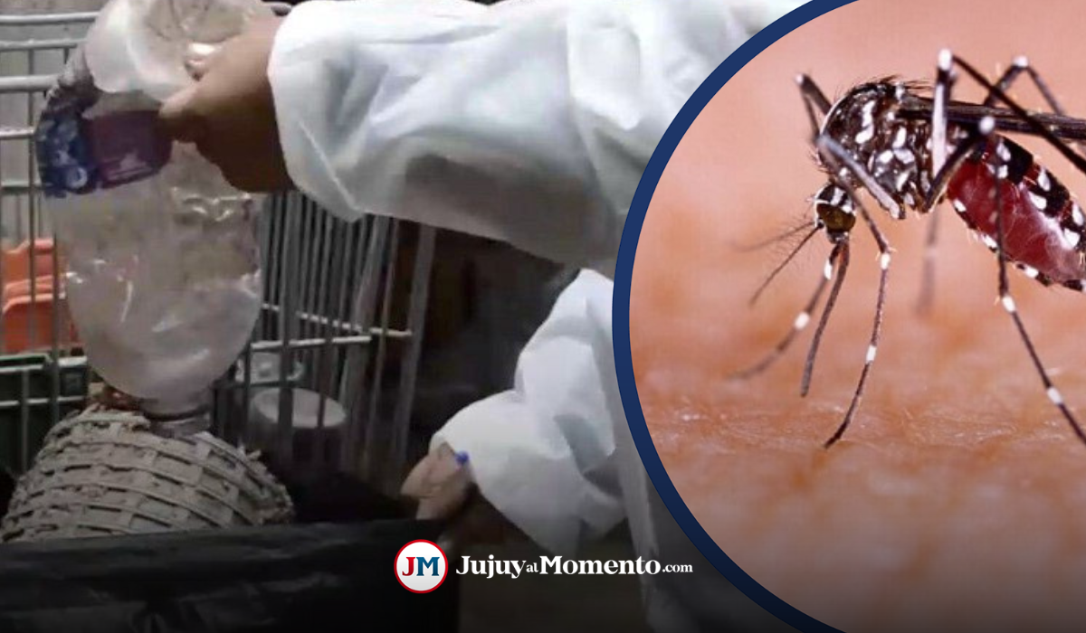 Jujuy terminó el primer semestre sin casos de dengue