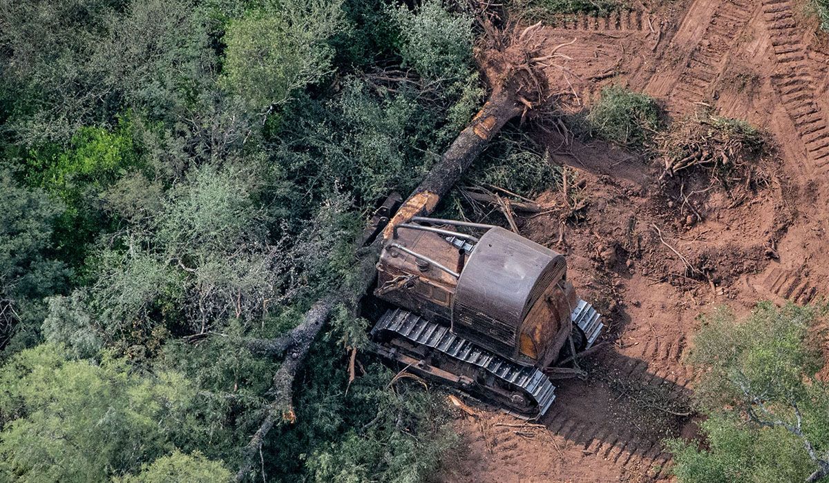 Deforestación e incendios en Argentina: los videos sobre la tala  indiscriminada en el Chaco