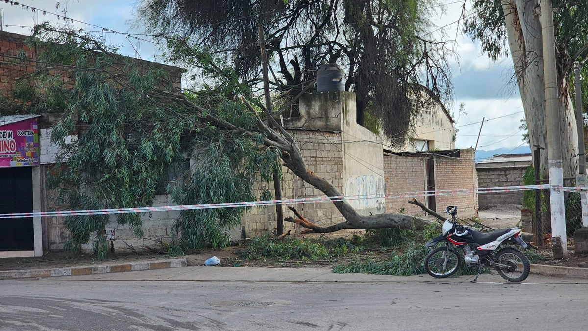 En Perico, una rama de gran porte cayó producto de la tormenta